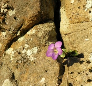 A flower grows in rocks